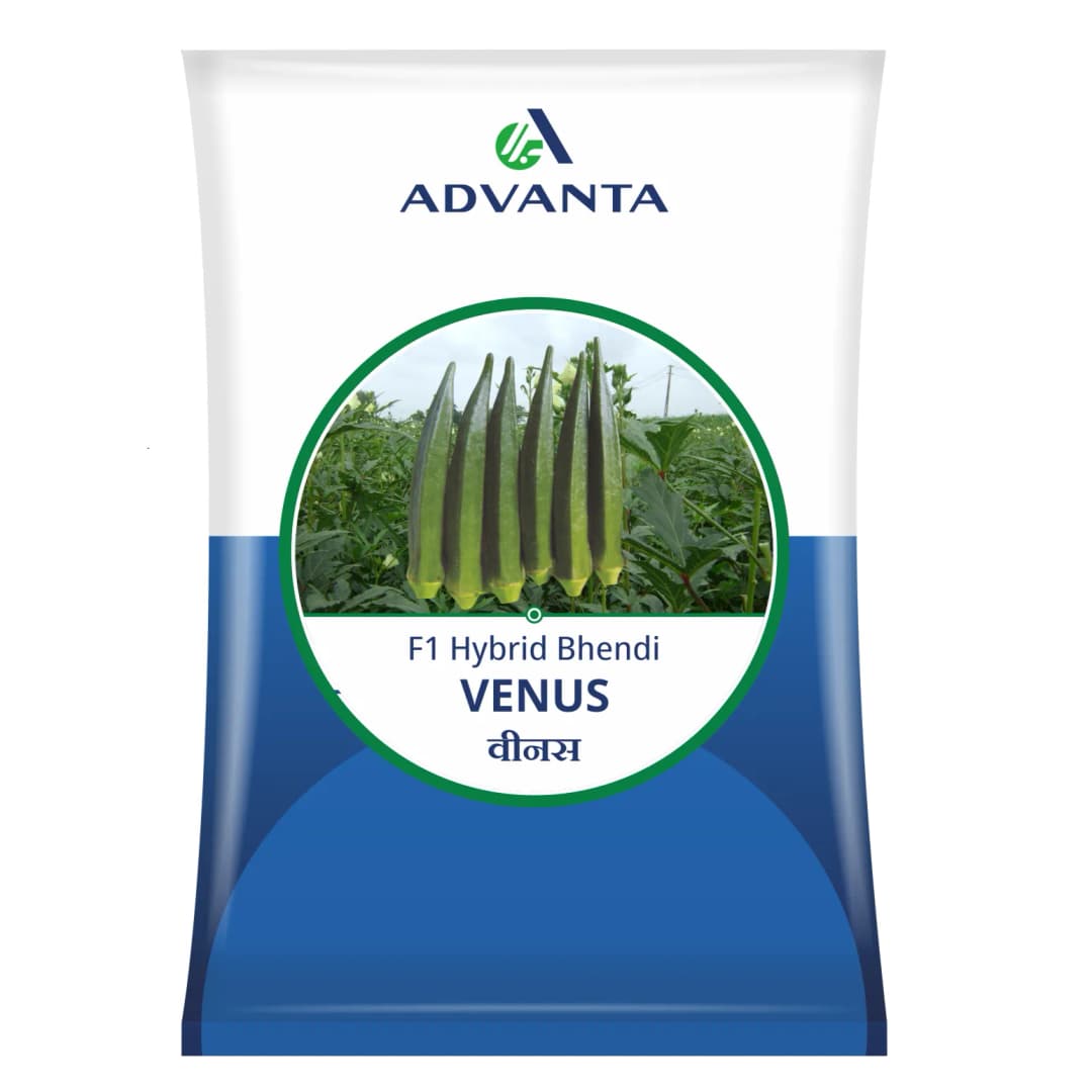 Advanta VENUS F1 Hybrid Bhendi Seeds, Deep Dark Green Fruits, Tolerance To YVMV & ELCV - Image 1