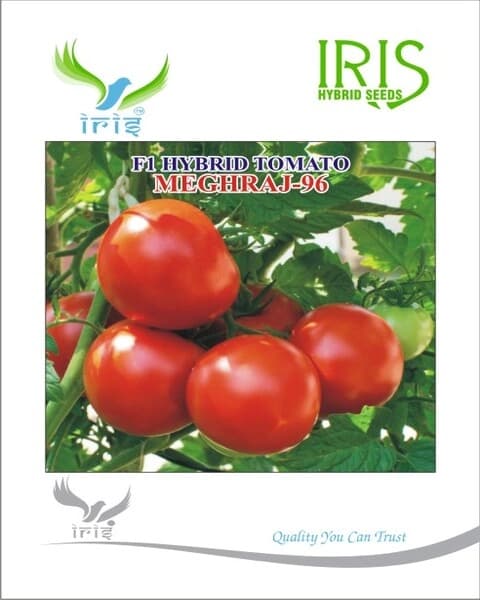 Iris F1 Hybrid Meghraj 96 Tomato Seeds, Tolerant To TYLCV And Bacterial Wilt - Image 1