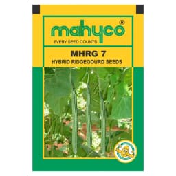Mahyco MHRG 7 F1 Hybrid Ridge Gourd Seeds, High Yield, Long Shiny Green Fruits 1