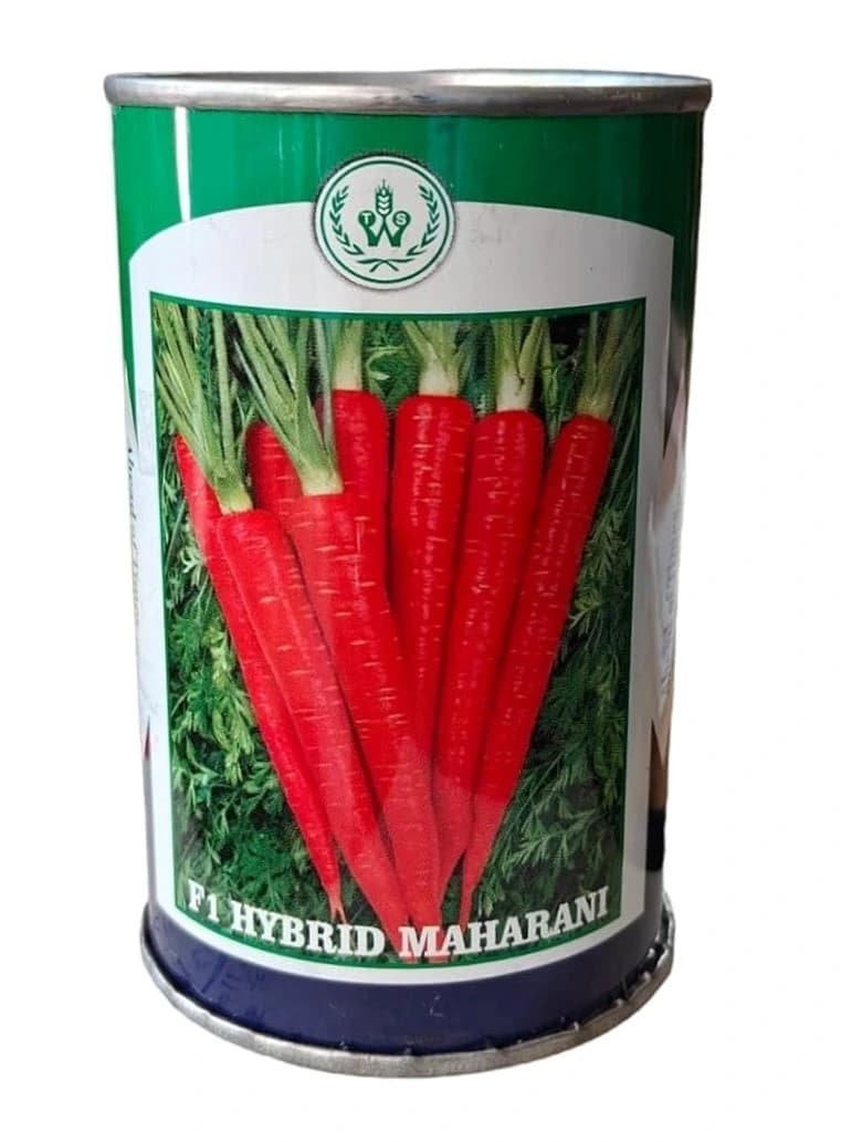 Team Seeds Maharani F1 Hybrid Carrot Seeds, Early and Very High Yielding Variety - Image 1