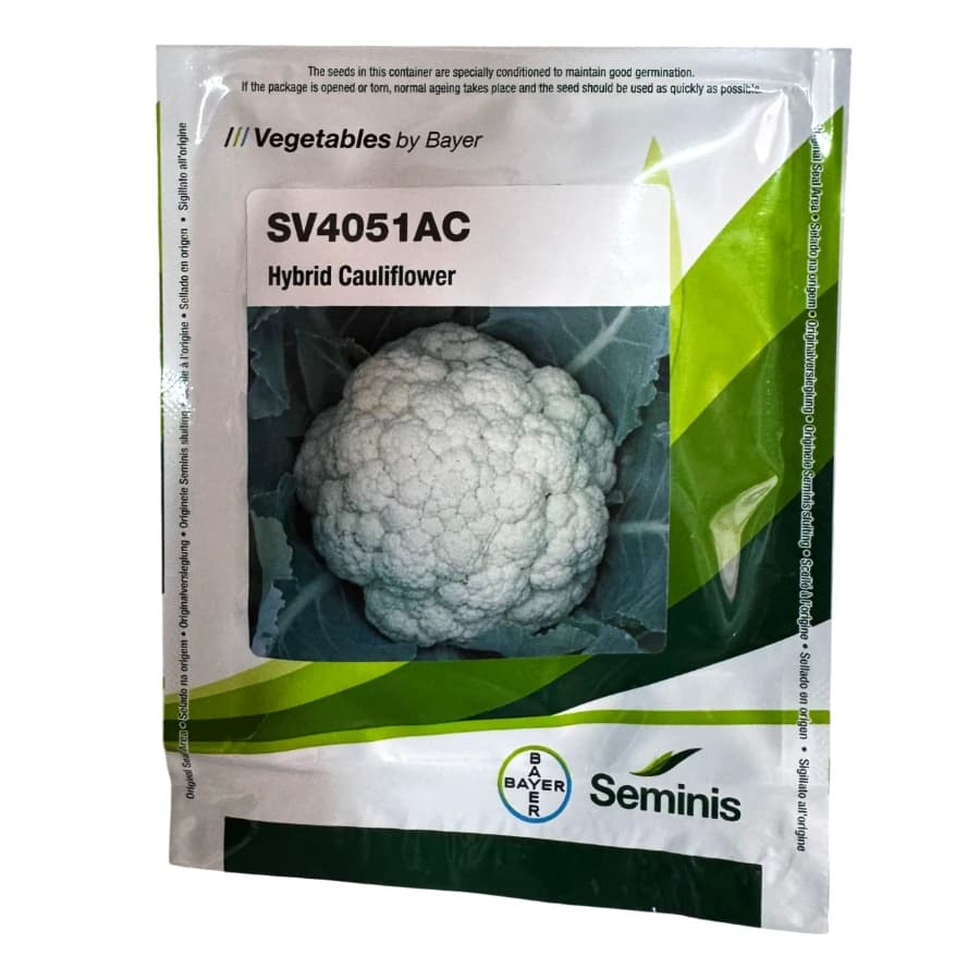Seminis SV4051AC Hybrid Cauliflower Seeds, Compact Curd, Early Maturity And High Yield - Image 1