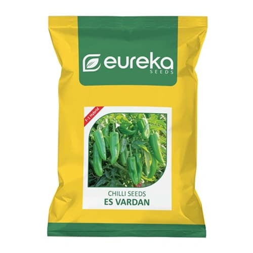 Eureka ES VARDAN F1 Hybrid Chilli Seeds, For Fresh Market And Achari (Pickle) Segment. - Image 1