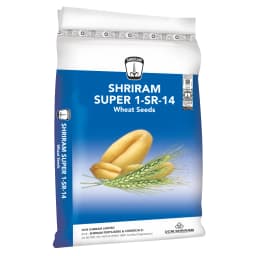 DCM Shriram SUPER 1-SR-14 Wheat Seeds 1