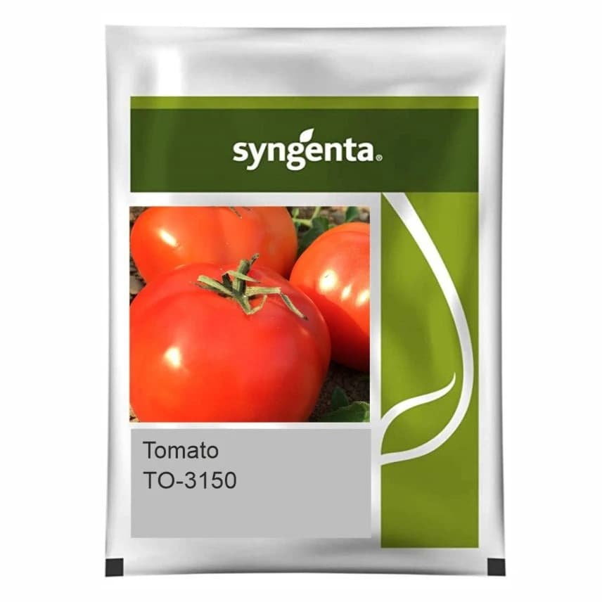 Syngenta TO-3150 F1 Hybrid Tomato Seeds, TYLCV & BW Tolerance Variety - Image 1