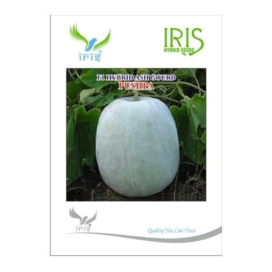 Iris Pushpa F1 Hybrid Ash Gourd Seeds, Square-Round Fruits With Long Shelf Life And Transportability - Image 1