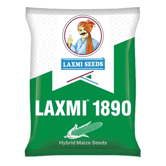 LAXMI 1890 F1 Hybrid Maize Seeds, High Yield, Bold Orange Semi Flint Grains - Image 1