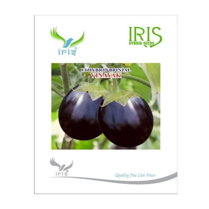 Iris Vinayak F1 Hybrid Brinjal Seeds, Uniform Shape, Round To Oval, Big Purple Fruits And Wilt Tolerant - Image 1