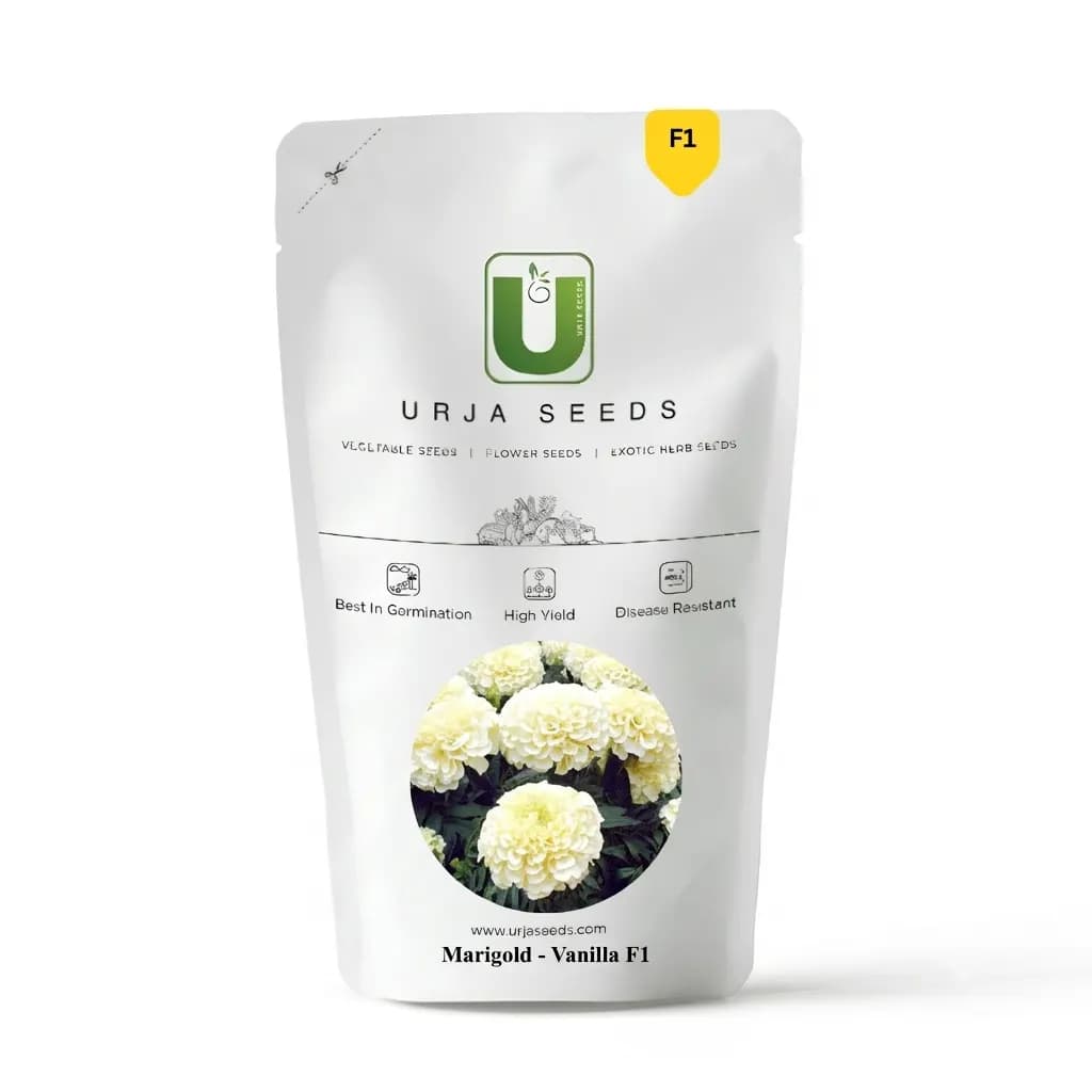 Urja Marigold-Vanilla F1 (Marigold Seeds) - 10 Seeds Pack - Image 1