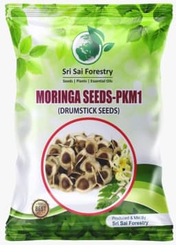 SRI SAI FORESTRY Natural Drumstick Seeds, Moringa Tree Seeds, Miracle Tree Seeds, Horseradish Tree Seed 1