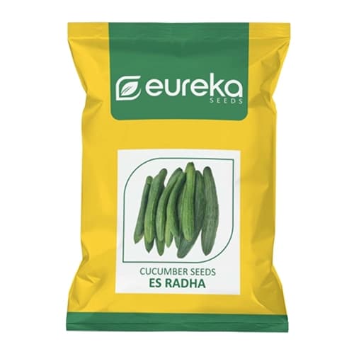 Eureka ES RADHA Improved F1 Hybrid Cucumber Seeds, High Yield And Mottle Green Fruits - Image 1
