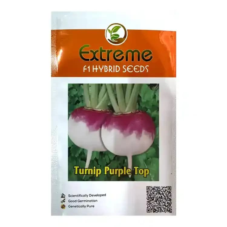 Extreme Raja Turnip Purple Top F1 Hybrid Seeds, Winter Season Vegetable Seeds - Image 1