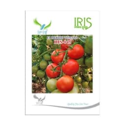 Iris IHS-045 F1 Hybrid Tomato Seeds, Oblate Round, Glossy Red, TYLCV Tolerant Variety 1