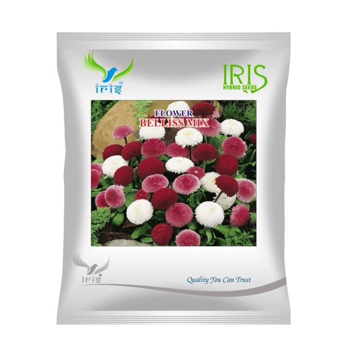 Iris Bellis Mix OP Flower Seeds, Imported, Annual Mixed Colour Flower For Gardens And Pots - Image 1