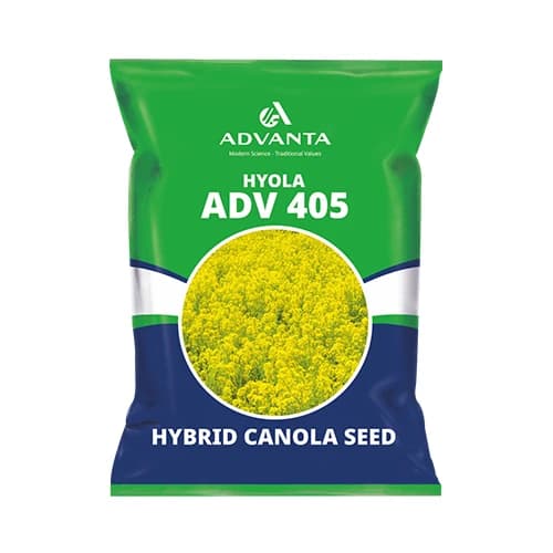 Advanta HYOLA ADV 405 F1 Hybrid Mustard Seeds, High Oil Content - Image 1