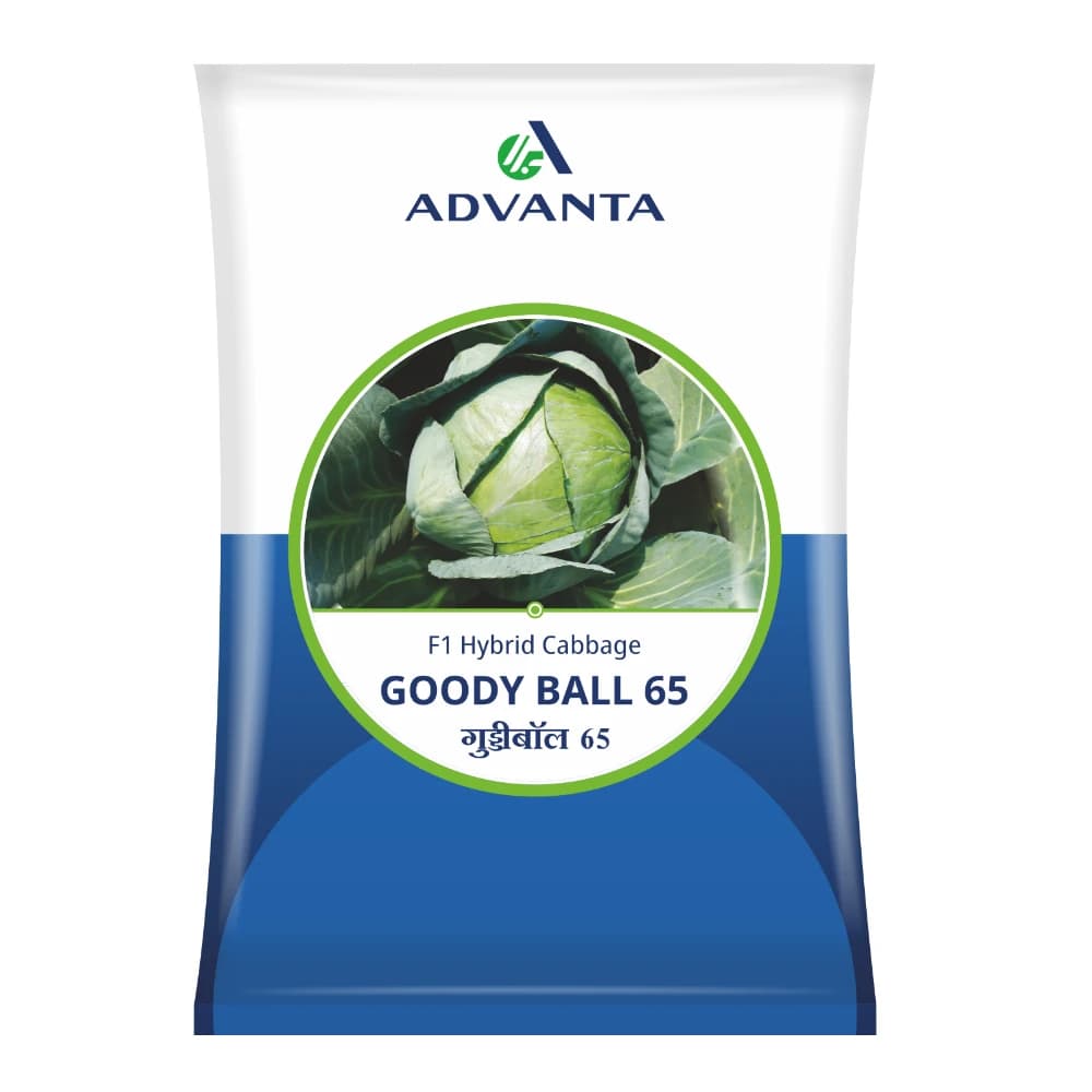 Advanta Goody Ball 65 F1 Hybrid Cabbage Seeds, Round Heads And Bluish Green Foliage - Image 1