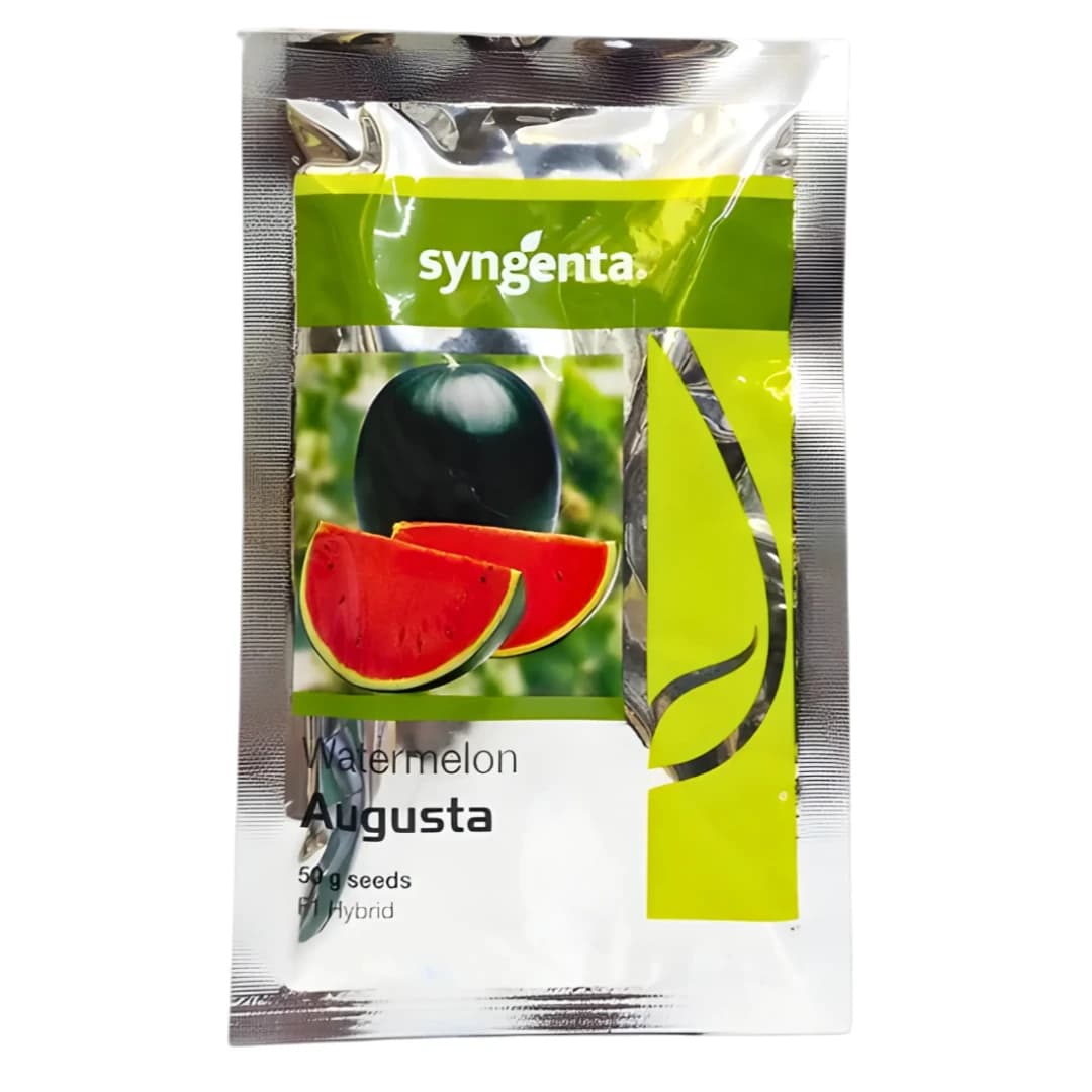 Syngenta Augusta Watermelon Seeds - (Tarbuj Seeds) Rabi And Summer Variety - Image 1