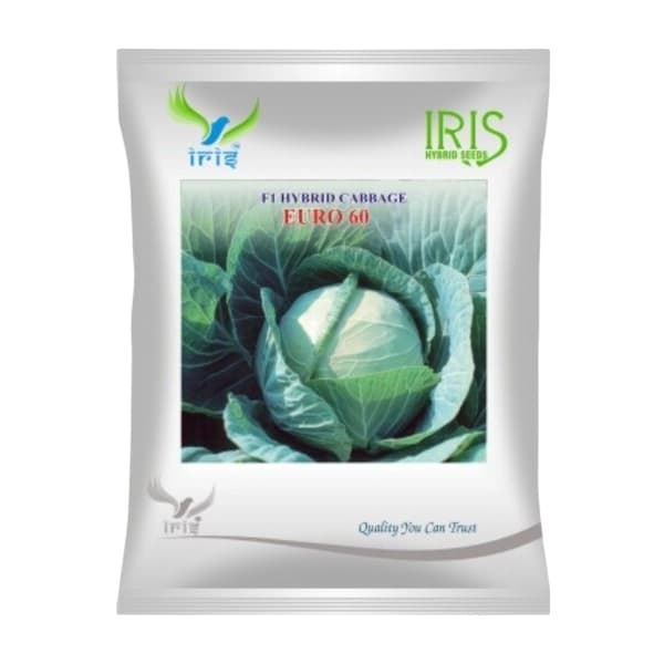 Iris Euro 60 F1 Hybrid Cabbage Seeds, Fast Maturing, High Yield And Black Rot Tolerant - Image 1