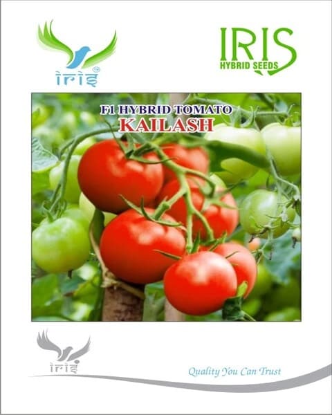 Iris F1 Hybrid Kailash Tomato Seeds, Dark Green Foilage, Good Heat Set, High Yield Variety