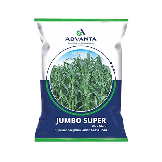 Advanta Jumbo Super ADV 6690 Sorghum Sudangrass Seeds (SSG) Multicut Fooder - Image 1