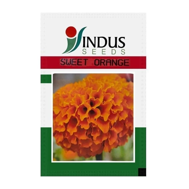 Indus Sweet Orange F1 Hybrid Marigold Seeds, High Purity and Best In Germination - Image 1