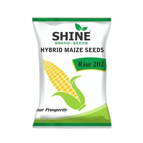 Maize Rise 202 Hybrid - Shine Brand Seeds, Makka Seed, Excellent Germination Quality
