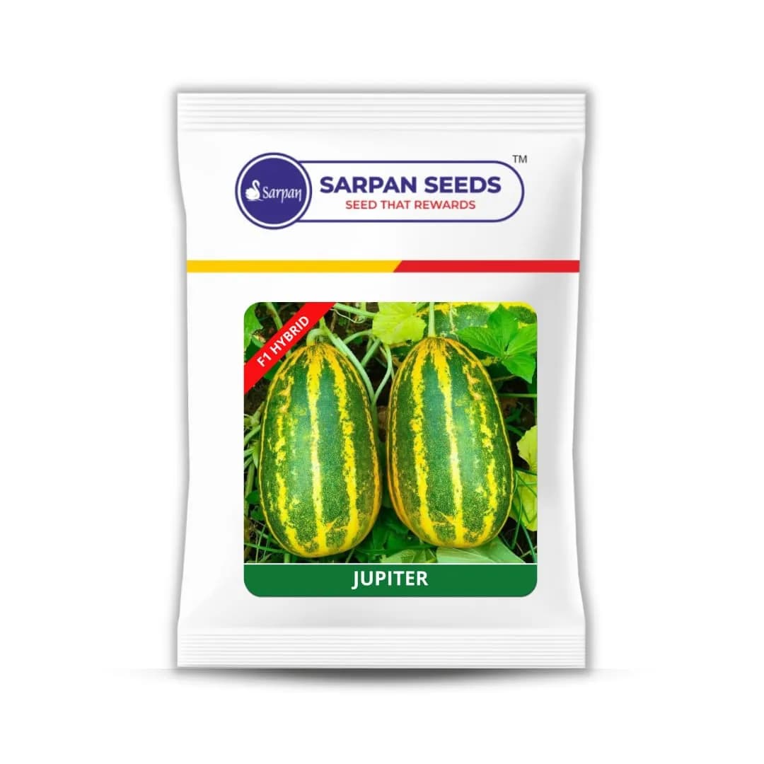 Sarpan F1 Hybrid Jupiter Watermelon Seeds, Round Shape & Tolerant To Diseases