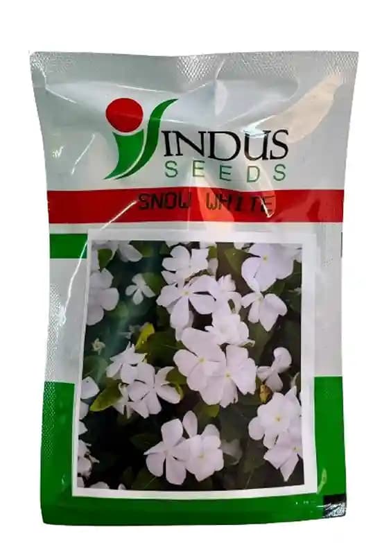 Indus Seeds Vinca Snow White Flower Seed, Well Suited For Pots And Beds, White Color Flower  - Image 1