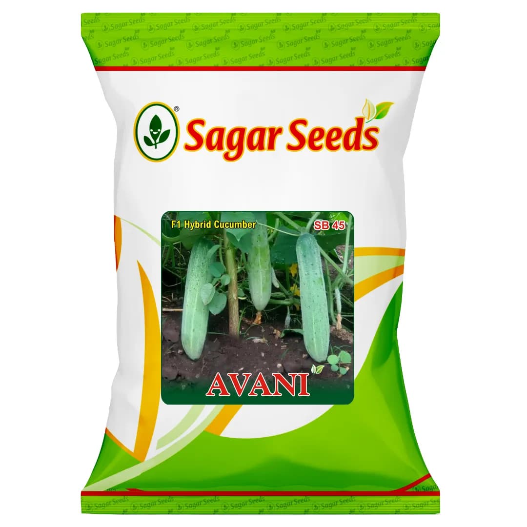 Sagar Avani F1 Hybrid Cucumber Seeds, High Yield, Dark Green, Elongated Blocky Shape - Image 1
