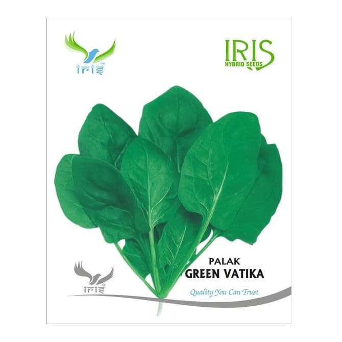 Iris Green Vatika OP Spinach Seeds, Palak Ke Beej, All Green, Multiple Cuttings And High Yield - Image 1