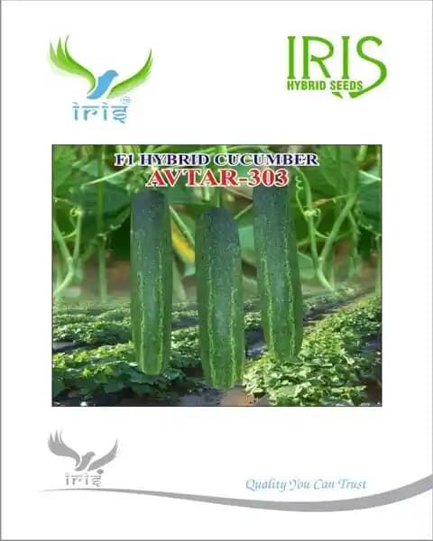 Iris F1 Hybrid Avtar 303 Cucumber Seeds, Tolerant To Virus And Downy Mildew - Image 1
