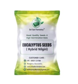 SRI SAI FORESTRY - Eucalyptus Nilgiri , Best Paper wood Tree, Hard Timber & Fast Growing Firewood Tree seeds 1