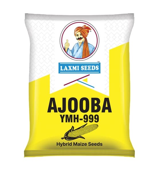 Laxmi Ajooba YMH-999 Hybrid Maize Seeds - Image 1