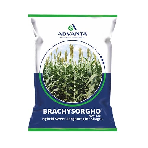 Advanta Brachysorgho ADV 635 Hybrid Sweet Sorghum Seeds, Suitable For Single Cut Silage - Image 1