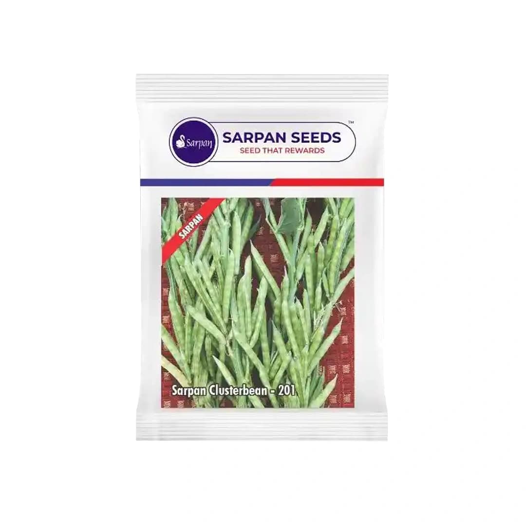 Sarpan Cluster Beans - 201 Seeds, Dark Green Color With Best Germination, For Kharif and Summer