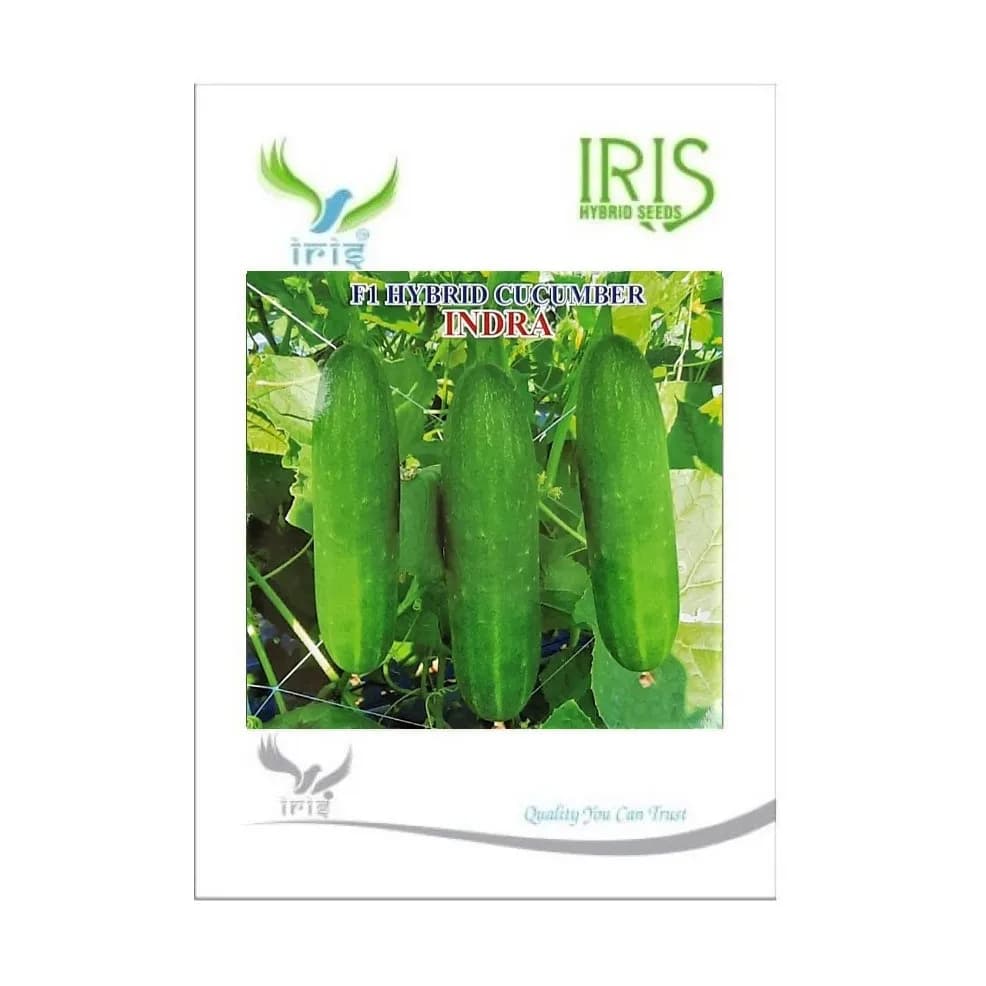 Iris Indra F1 Hybrid Cucumber Seeds, High Yield, Heat Tolerant And Excellent Shelf Life - Image 1