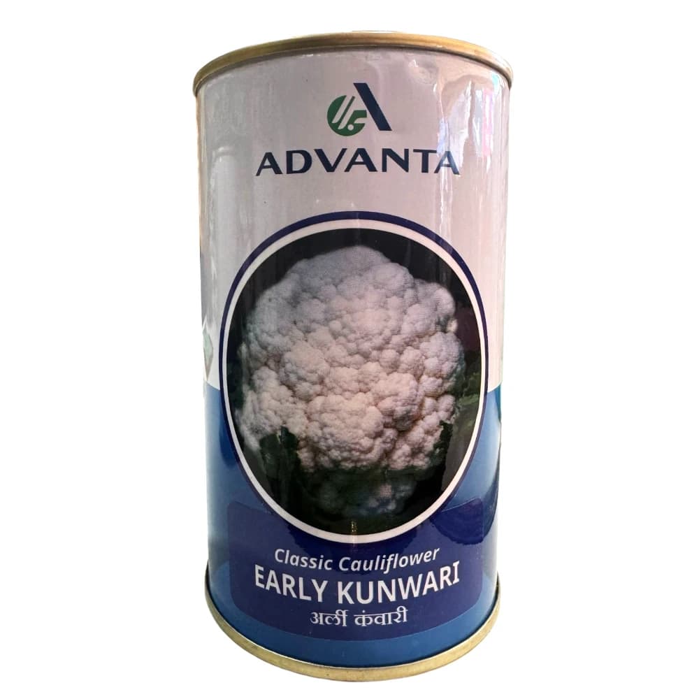 Advanta Early Kunwari Hybrid Cauliflower Seeds, Dome-Shaped Cream Curds, Early Maturity - Image 1