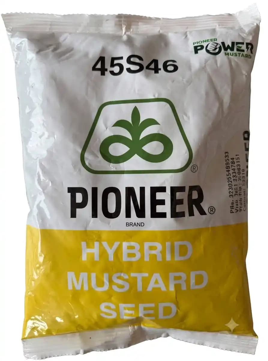 Pioneer 45S46 F1 Hybrid Mustard Seeds - Best For Rabi Season - Image 1