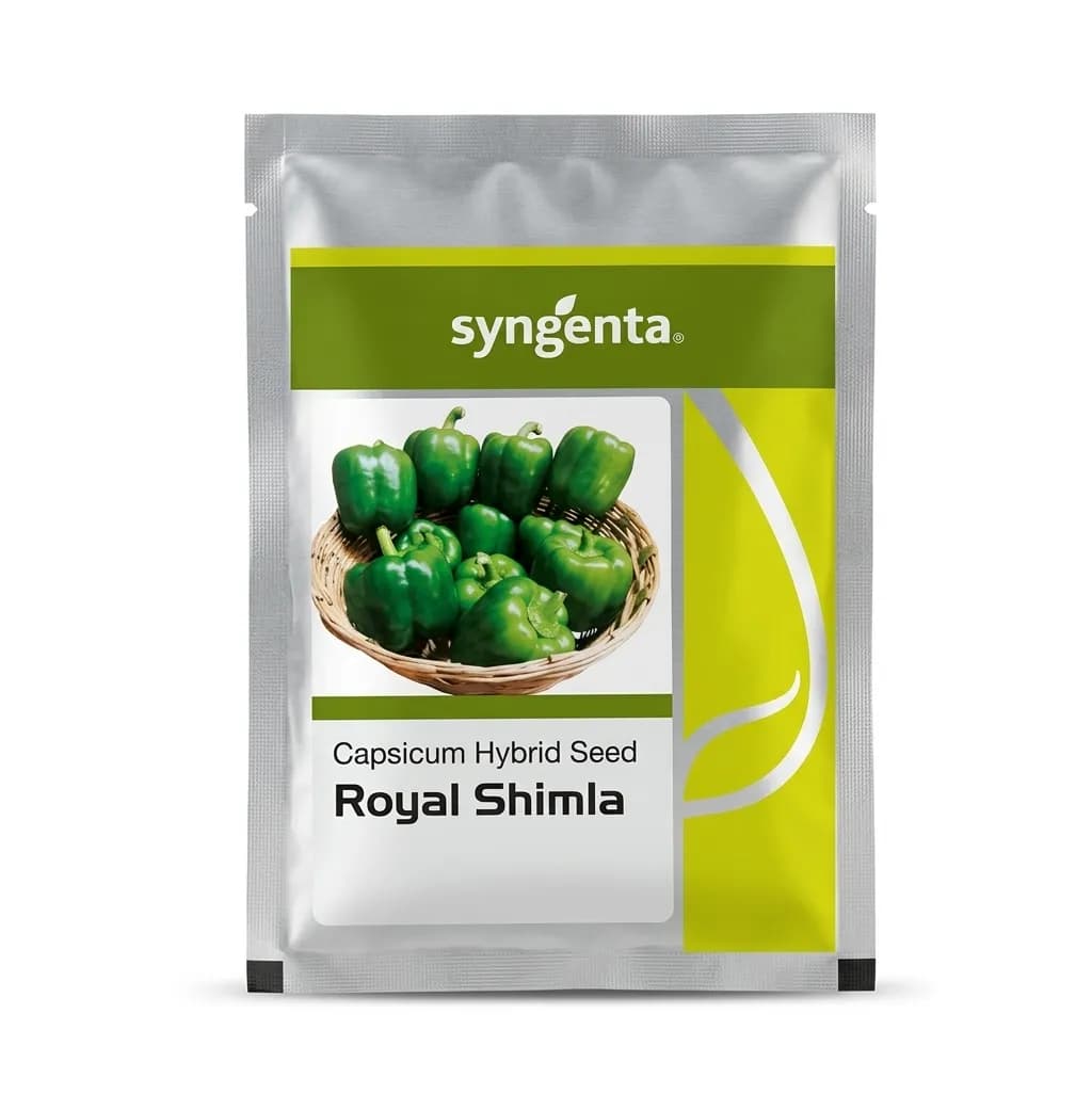 सिनजेंटा रॉयल शिमला शिमला मिर्च हाइब्रिड बीज - Image 1