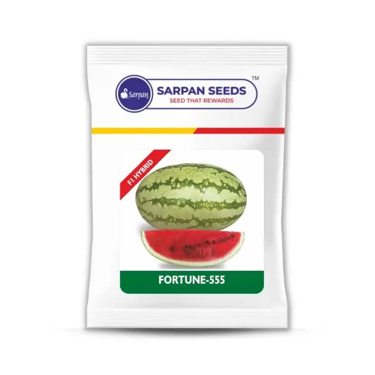 Sarpan 555 Watermelon Seeds - (Tarbuj Seeds) Crimson Red and Round to Oval Shape - Image 1