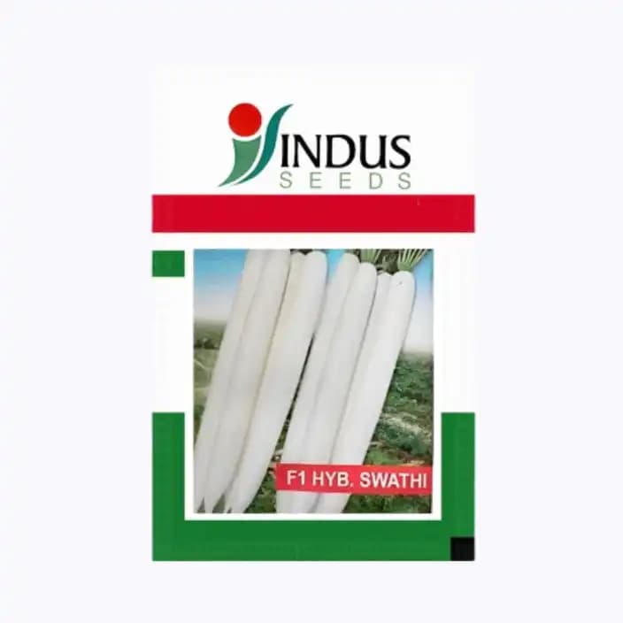 Indus F1 Hybrid Swathi Radish Seed, Ivory white Color, High Yielding Variety - Image 1