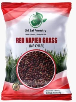 Sri Sai Forestry Red Napier Grass Seeds (MP Chari) Animal Fodder Seeds, For Summer and Rainy Seasons 1