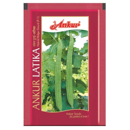 Ankur LATIKA F1 Hibrid Ridge Gourd Seeds, Long Slender Green Fruits, High Yield Variety - Image 1
