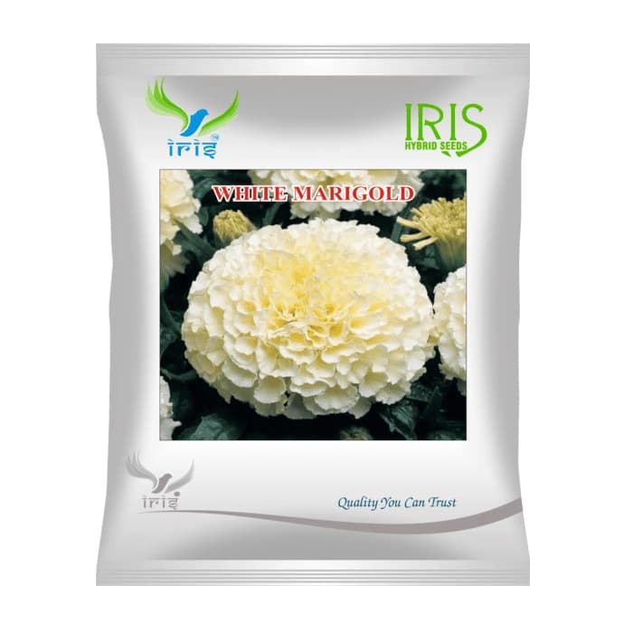 Iris White OP Marigold Seeds, Imported, Crimson White Fully Double Flowers And Tall Plants - Image 1