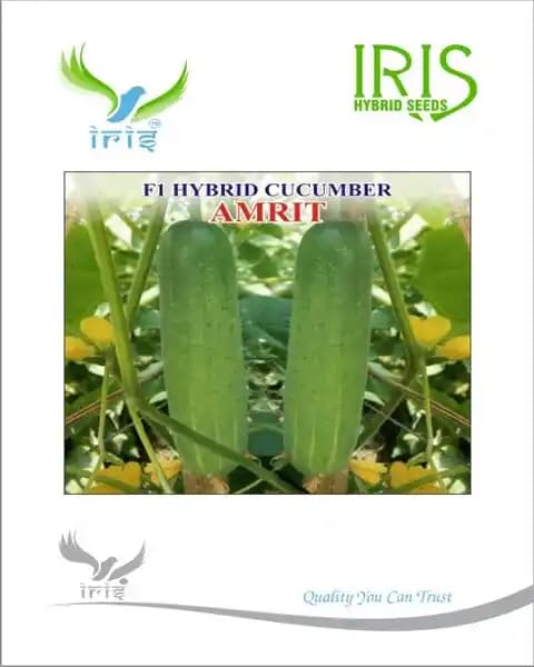 Iris F1 Hybrid Amrit Cucumber Seeds, Light Green Fruit and Tolerant To Virus - Image 1