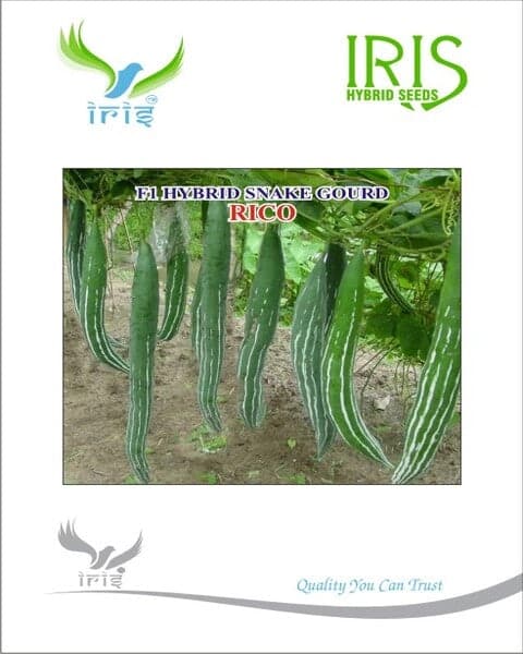 Iris F1 Hybrid Rico Snake Gourd Seeds, Short Fruit and High Yielding Variety - Image 1