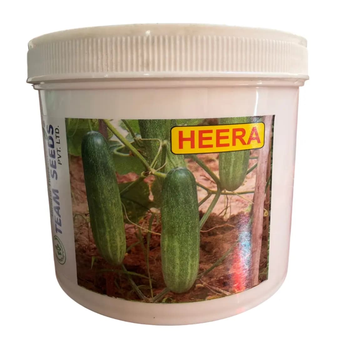 Team Seeds Heera F1 Hybrid Cucumber Seeds Early Maturity High Yield - Image 1