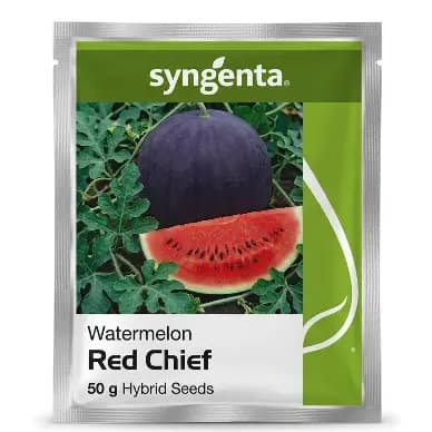 Syngenta Red Chief Hybrid Watermelon Seeds - Image 1