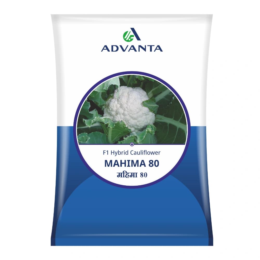 Advanta Mahima 80 F1 Hybrid Cauliflower Seeds, Premium Quality, Long Maturity and High Yield - Image 1