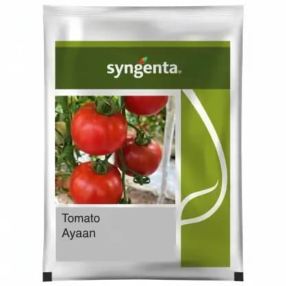 Syngenta Ayaan Hybrid Tomato Seeds - Image 1