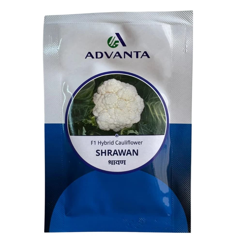 Advanta SHRAWAN F1 Hybrid Cauliflower Seeds, High Yield Variety For All Seasons - Image 1